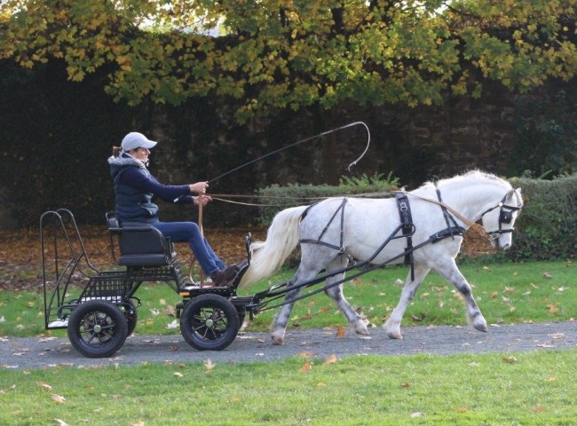 Marrenks Glides Harmonie
