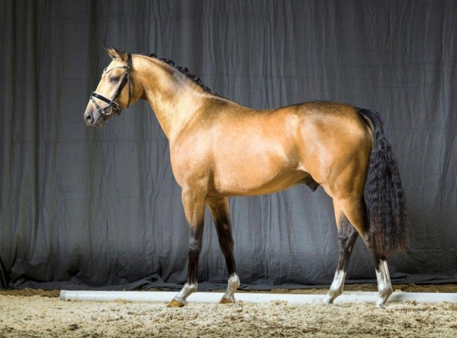 Dance de Luxe Foto: Guido Recki