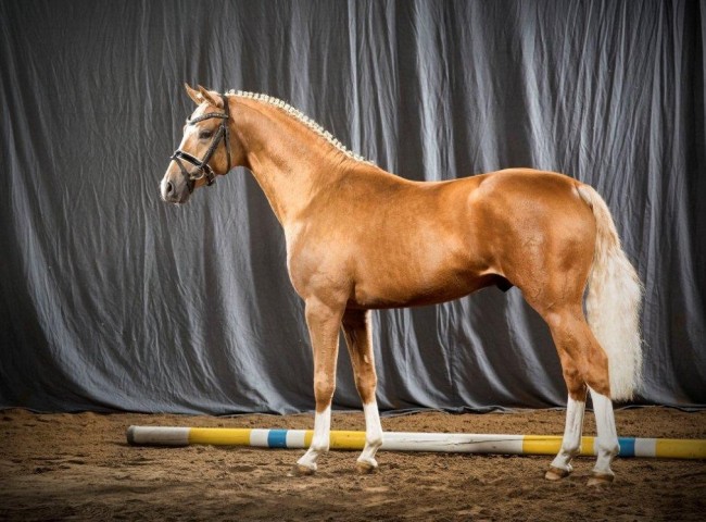 Kastanienhof Crimson Gold Foto: Guido Recki