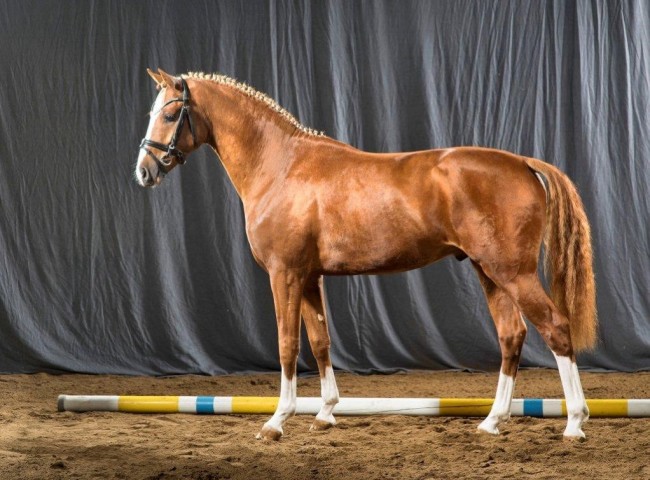 Mr. Marple Foto: Guido Recki