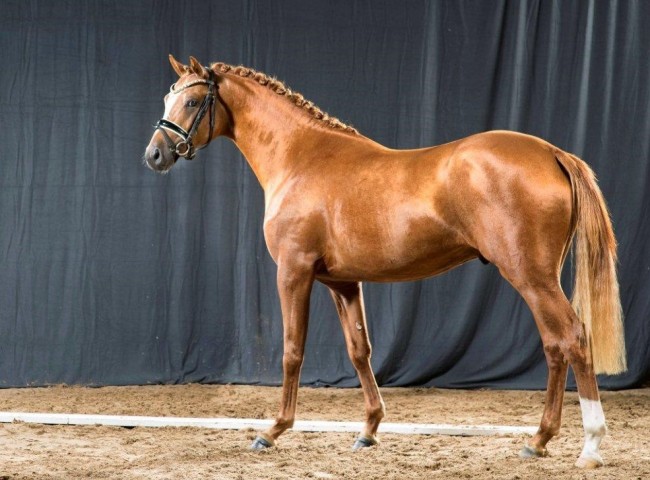 Tackmanns Nusszauber Foto: Guido Recki