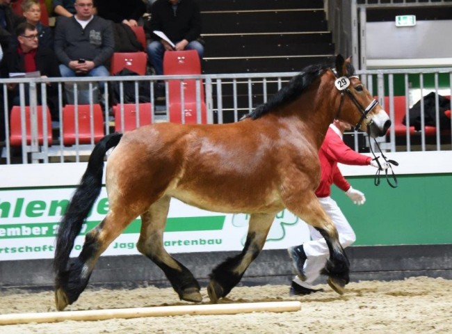 Bundesprämienstute Elaya Foto: www.starke-pferde.de