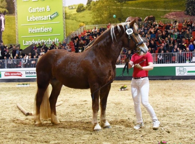 Waleria Foto: www.starke-pferde.de