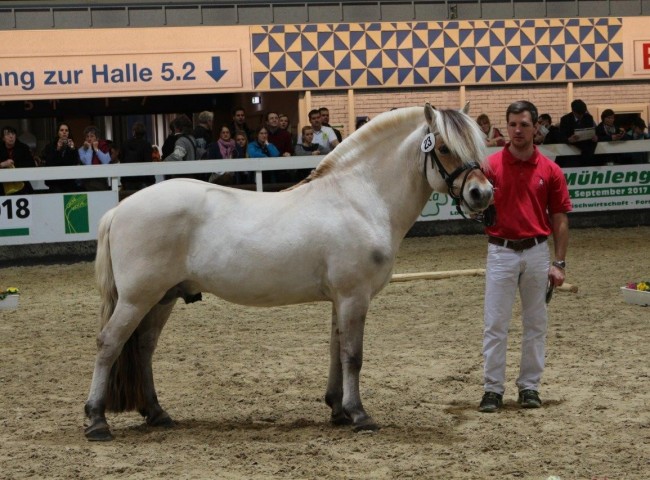 Bundesprämienhengst Damar 