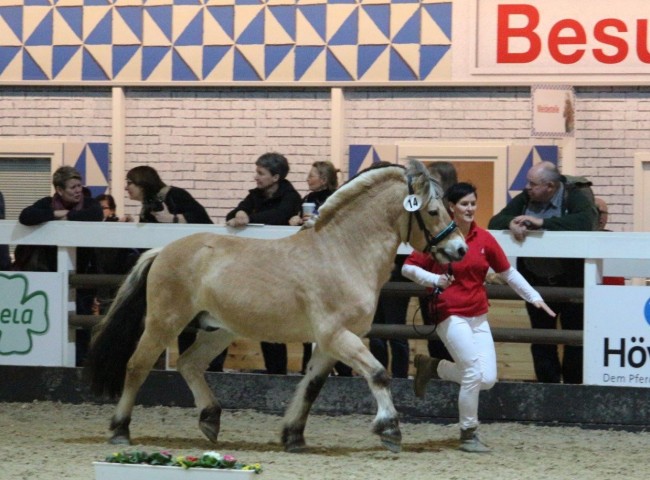 Bundesprämienhengst Doven 