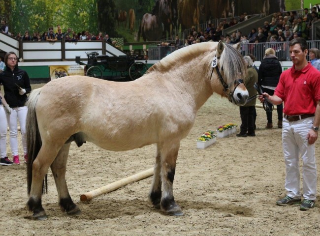 Bundesprämienhengst Golf Gudená 