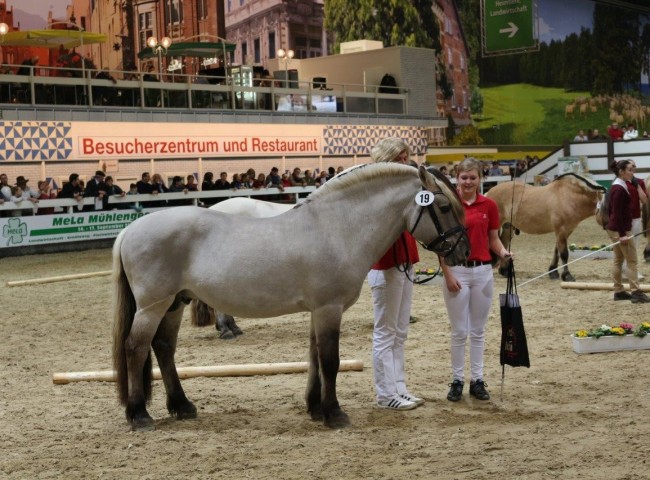 Bundesprämienhengst Ilmar 