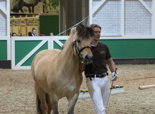 Bundesprämienhengst Valentino LGKS 