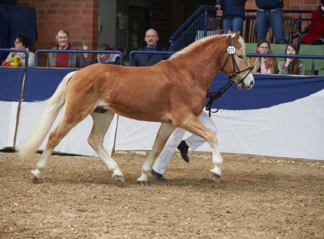 Amsterdam Junior  Foto: Joachi Hecker