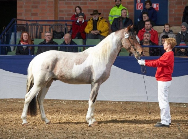 Eros vom Kreiswald Foto: Joachim Hecker