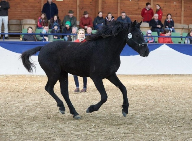 GW Django Foto: Joachim Hecker