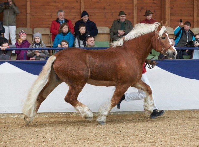 Hartmut - Prämienhengst Foto: Joachim Hecker