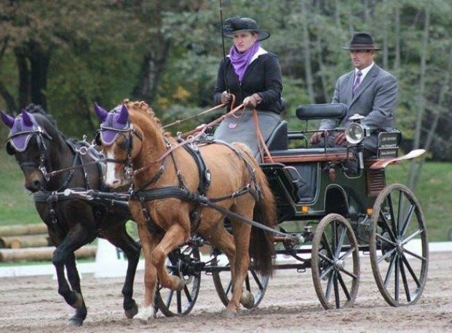 Dandy im Gesoann von Carina Ochs