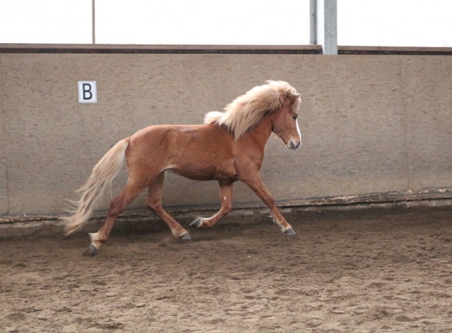 Graupnir von der Igelsburg