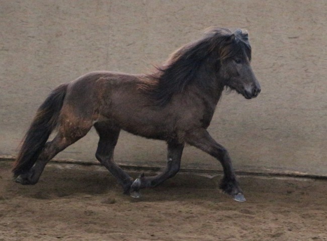 Hemlir fra Broddaborg