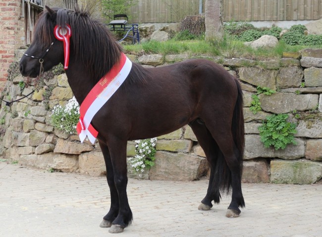 Marius vom Blocksberg - Siegerhengst