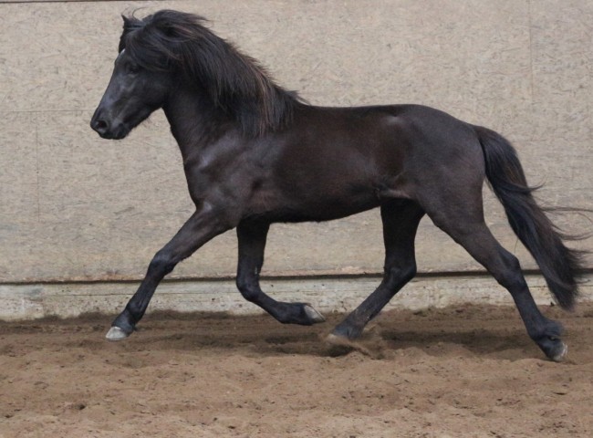 Marius vom Blocksberg