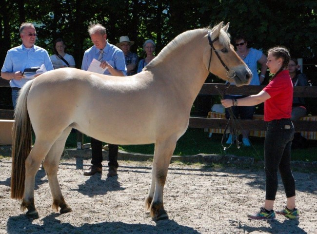 Klasse II - 1a) Jele