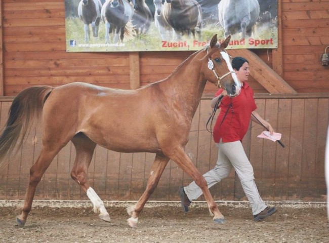 Elenya (Karabagh)    Foto: Joachim Hecker