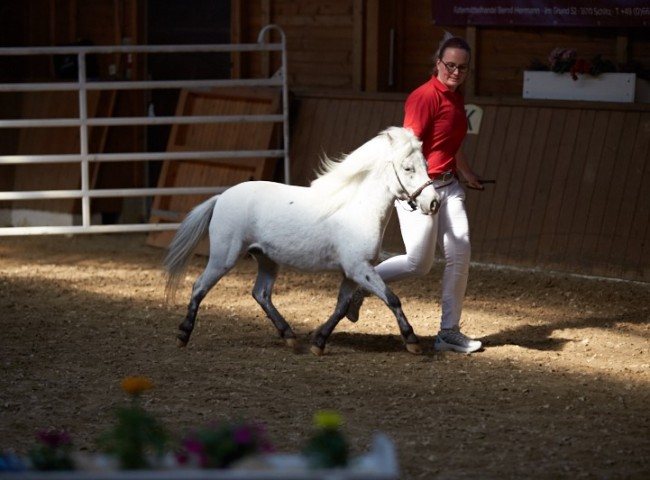 Euphoria van Stal Anja (Deutsches Partbred Shetland Pony)   Foto: Joachim Hecker