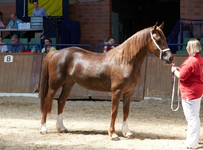 Herbstgold Waka Waka (Welsh D)   Foto: Joachim Hecker