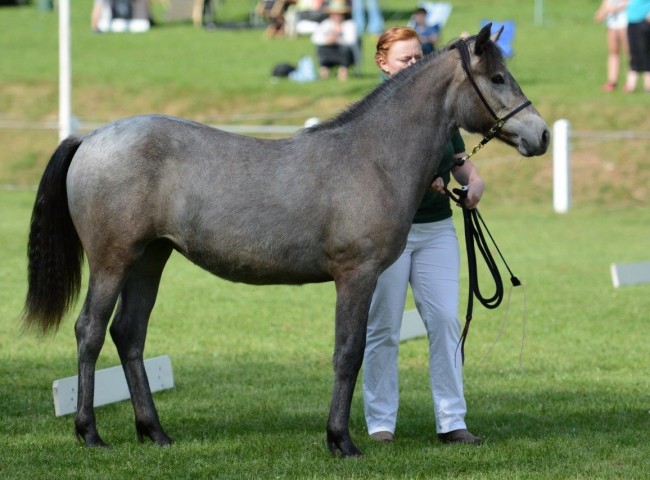 Glaskopf Grey Jeannie Foto: Dr. Bachmann