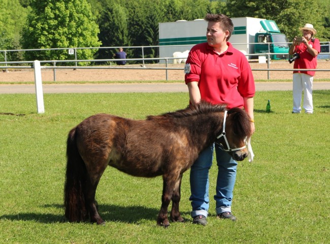 Julchen aus dem Veischedetal Foto: Grom