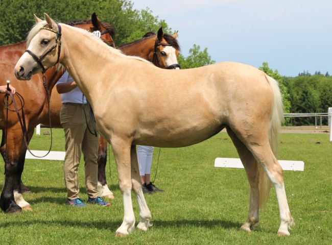 Waldklees Fanta Foto: Grom