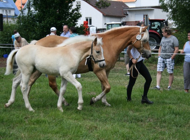 Alena siegte im Ring der Haflingerstuten