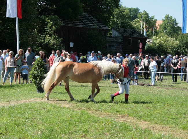 Eine große Zuschauerkulisse verfolgte die Ponys und Pfede beim 247. Lauterbacher Prämienmarkt