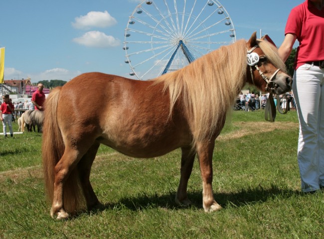 Elise van Stal de Toekomst