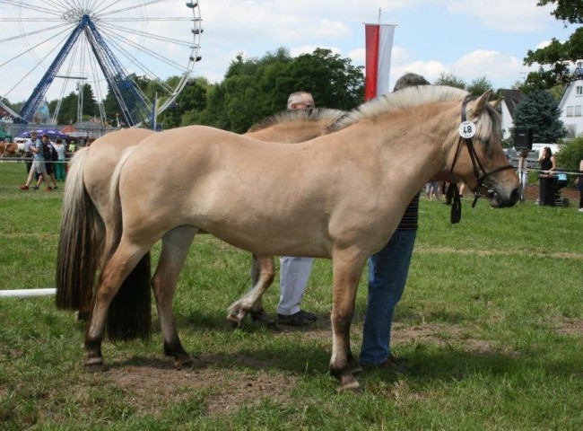 Hanna erhielt bei den Fjordstuten den Vorzug