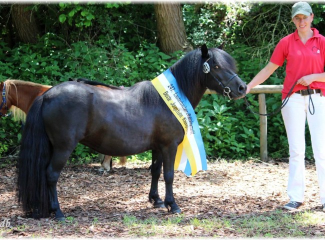 Gilsbachs Athena - beste Jungstute der Schau  Foto: Original Shetlandponys vom Gilsbach