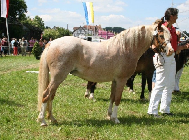 Welsh-B-Stute Valentinus Enid