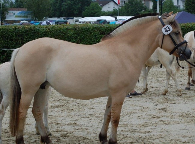 Siegerin 4- und 5-jaehrige Stuten Loina