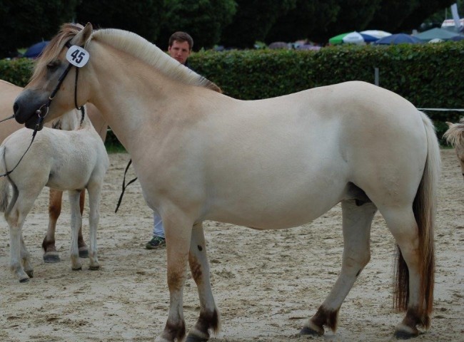 1b) 4- und 5-jährige Stuten