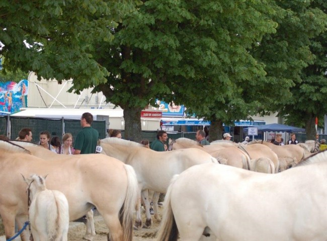 Fjordpferde in Beerfelden