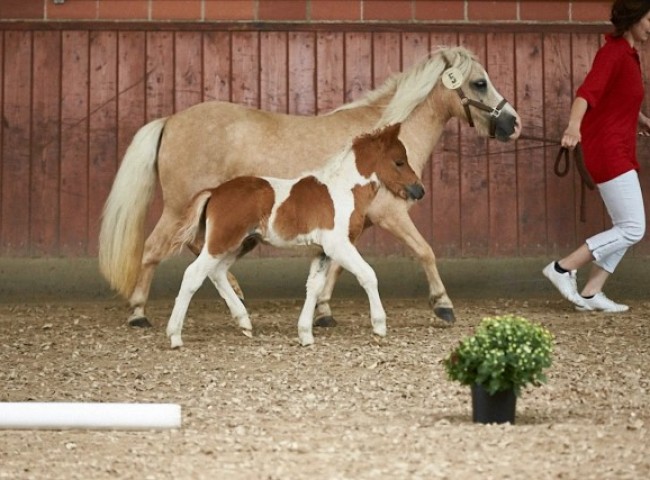 Sandro vom Köppel  Reservesieger Shetland Pony  Foto: JHecker