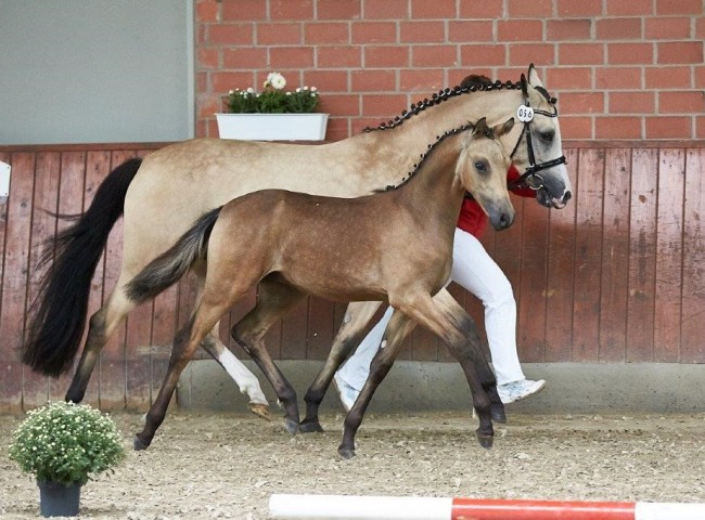 Deluxe Gesamtsieger- und Siegerhengstfohlen Deutsches Reitpony  Foto: JHecker