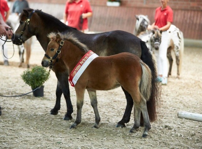 Frederick aus dem Spessart Gesamtsieger- und Siegerhengstfohlen Deutsches Partbred Shetland  Foto: JHecker