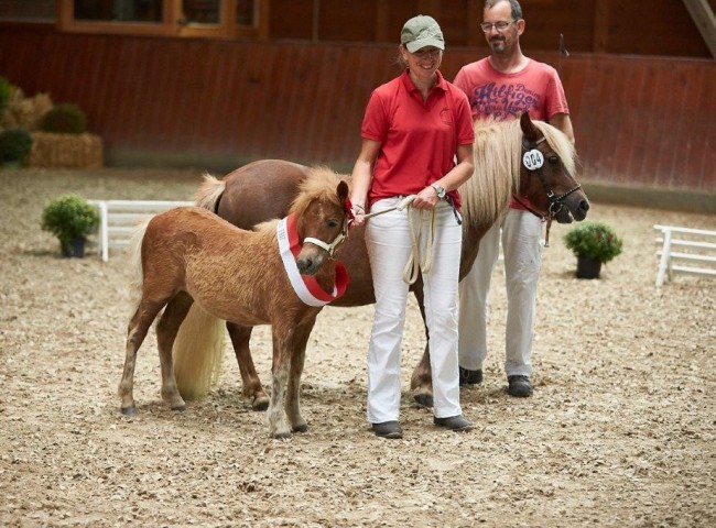 Gilsbachs Terzia Sieger Shetland Pony  Foto: JHecker