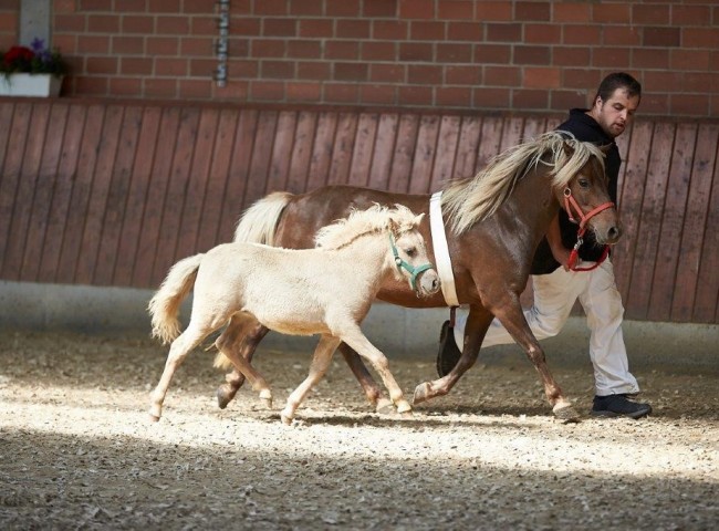 Hella vom Koerler Berg Reserve-Sieger Classic Pony  Foto: JHecker