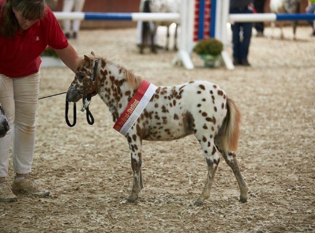Lendorfs Kumari Siegerstutfohlen Deutsches Partbred Shetland  Foto: JHecker