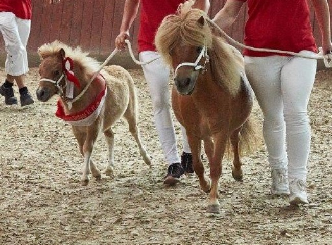 Peppermint Amaryllis Sieger Shetland unter 87cm  Foto: JHecker