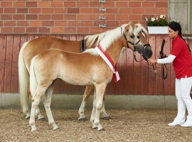 Sophelia Gesamtsieger- und Siegerstutfohlen Edelbluthaflinger  Foto: JHecker
