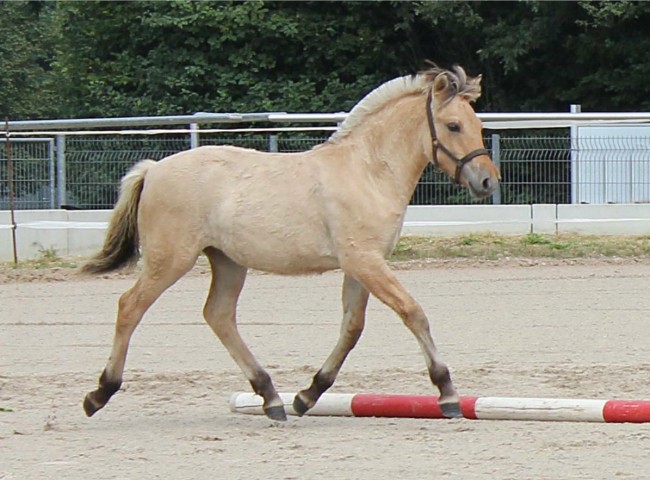 Amy Mc Donald Klasse 2 1c