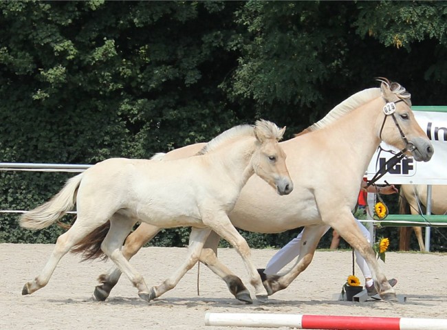 Dilian Klasse 4 1a & Reservesieger-Hengstfohlen