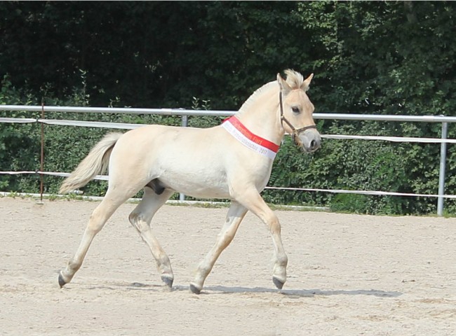 Gol Klasse 3 1a & Sieger-Hengstfohlen