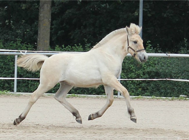 Laurine Klasse 2 1a & Reservesieger-Stutfohlen