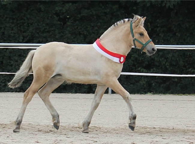 Sleepy Hollow Klasse 1 1a & Sieger-Stutfohlen